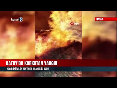Hatay’da Korkutan Yangın | 200 Dönümlük Zeytinlik Alanı Kül Oldu