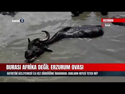Hayretini Gizleyemedi! İlk Kez Gördüğüne İnanamadı; Bunların Nefesi Yeter Mi?