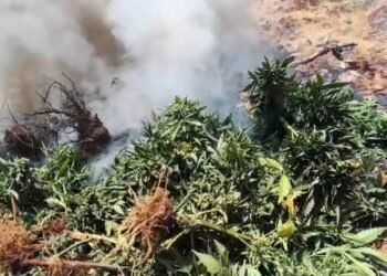 Diyarbakır’da Dev Uyuşturucu Operasyonu! 217 Bin Kök Kenevir Ve Skunk İmha Edildi